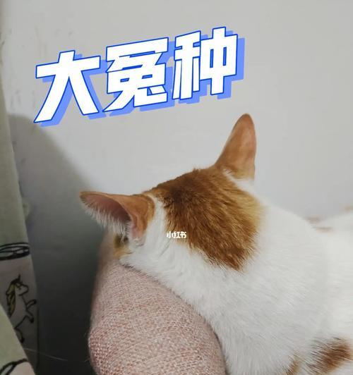 如何让你的爱猫生活更美好（一些有用的贴士和技巧，让你的猫咪幸福健康）