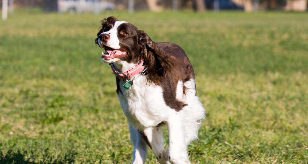 解密英国史宾格犬的冷门原因（以宠物为主，了解史宾格犬的品种背景和特性）