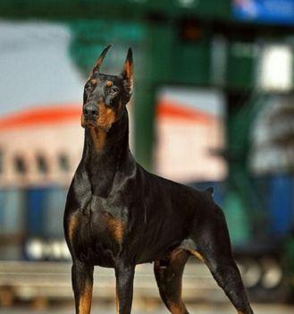 影响灵缇犬食欲的因素剖析（探究宠物饮食问题，共同关注毛孩健康）