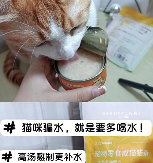 如何让宠物猫咪多喝水？（15种方法帮助猫咪增加饮水量）