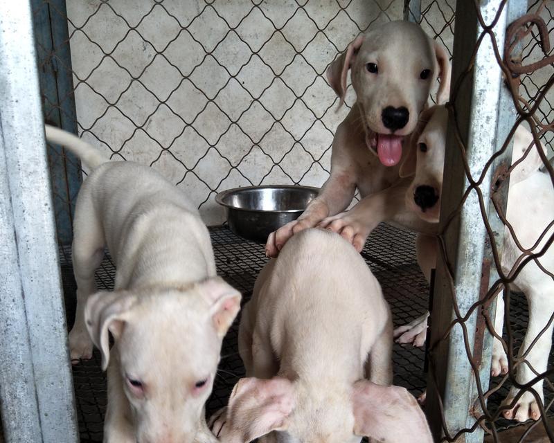 宠物犬注射育苗指南（以幼杜高犬改注射什么样的育苗）