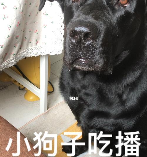 小心！这些食物会让你的宠物犬病倒（以幼犬为主，15种不能吃的人类食物，干货分享）