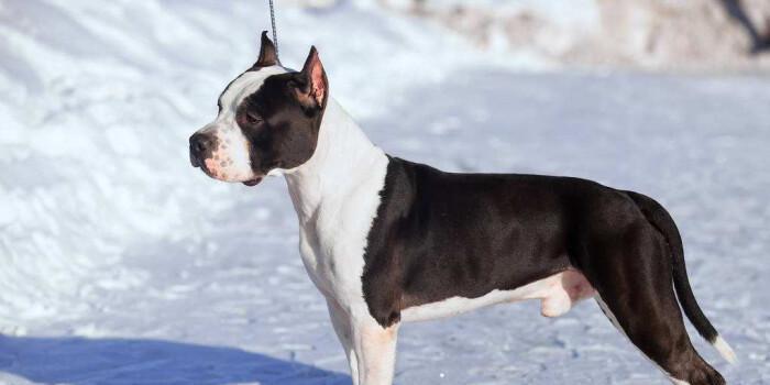 如何预防犬只的厌食问题（掌握正确的喂养方法，让宠物健康成长）