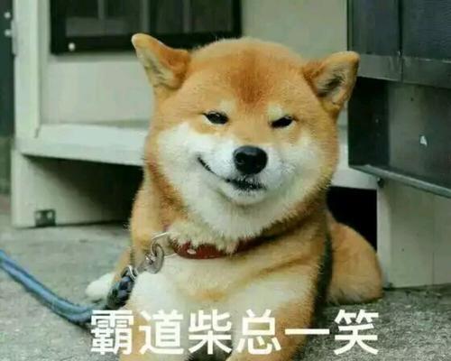 保障柴犬狗狗的运动健康（宠物犬的运动方式和安全保障）