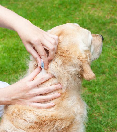 宠物狗寄生虫检查方法详解，（如何观察狗狗身体状况、常见症状和治疗方法等。）