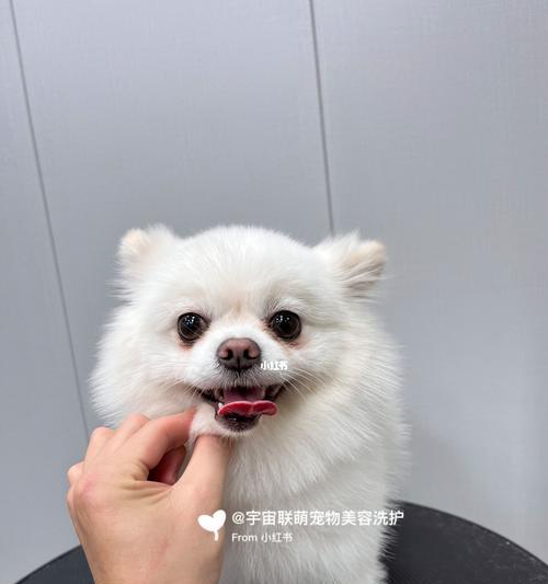 如何消除博美犬耳朵里的臭味（宠物爱好者必看，掌握清除博美犬耳朵异味的方法！）