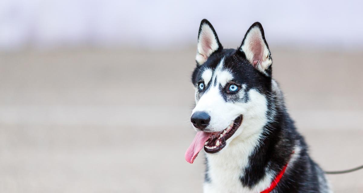 哈士奇雪橇犬不离开你的方法（如何让你的宠物与你紧密相连）