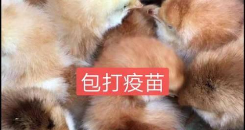 宠物犬幼崽的成活率提高方法（以营养、卫生、生活环境为切入点，让宠物犬幼崽健康成长）