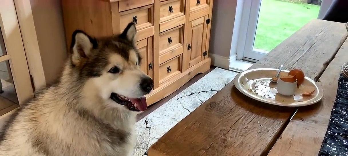 训练阿拉斯加犬成为主人保护神（如何以宠物为主进行训练，提高阿拉斯加犬保护主人的技能）