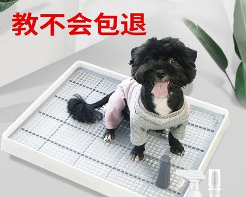 如何训练宠物狗狗学会定点上厕所（从新生犬到成年犬，一步步教你让狗狗不再随地大小便）