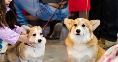 养柯基犬的细节注意（如何让你的柯基犬健康快乐成长）