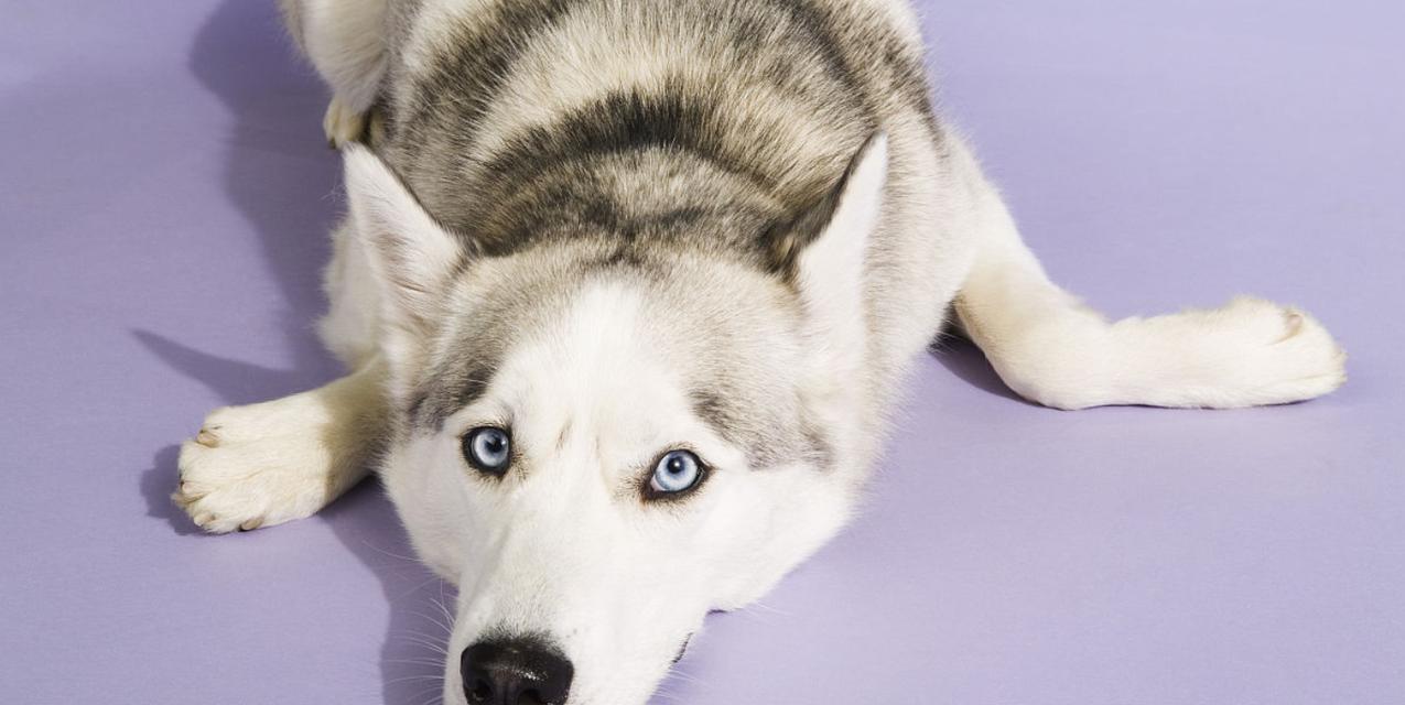 如何预防小型犬腰椎问题？（宠物主人必知的关键点）