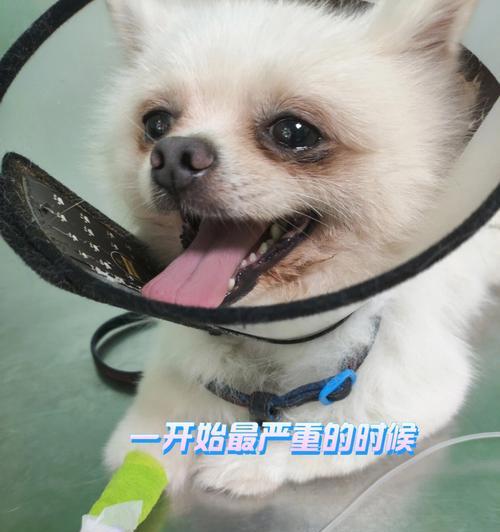 纠正博美幼犬的不良行为（打造乖巧听话的小宝贝）