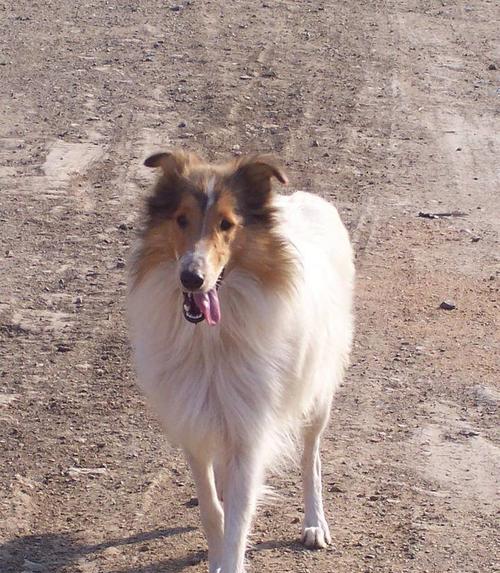 如何训练苏格兰牧羊犬的胆量（从基础开始，逐步培养苏格兰牧羊犬的胆量）