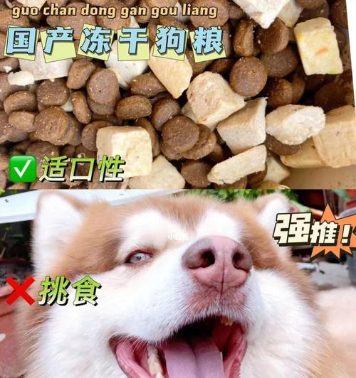 如何应对挑食的宠物犬（以阿拉斯加不吃狗粮为例，教你解决宠物犬的食物选择困难）