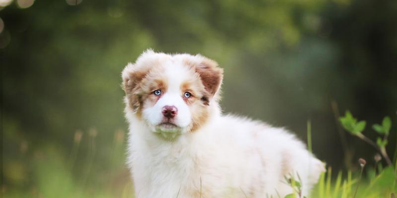 如何避免澳大利亚牧羊犬掉毛？（宠物爱好者必读！让你的狗狗始终健康、美丽！）