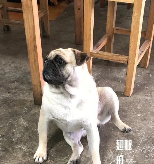 巴哥犬的饮食菜单，养宠必看（关于巴哥犬饮食的注意事项、健康饮食方案、养犬必备知识）