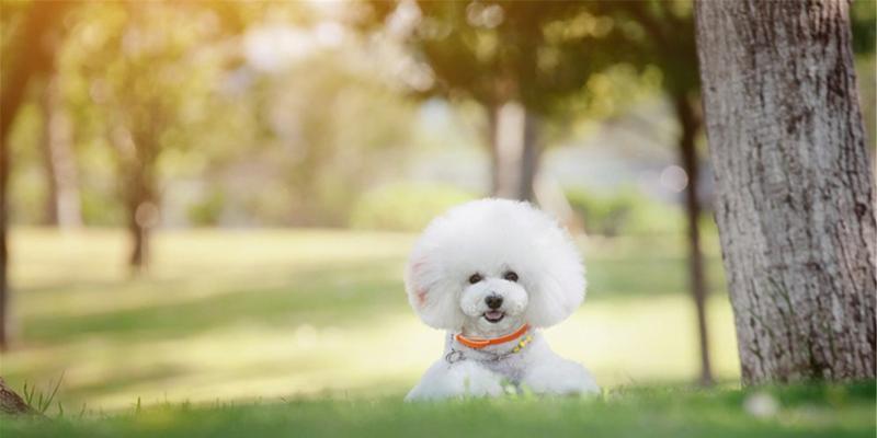 了解比熊犬的机灵性格（以宠物为主，深度解读比熊犬的性格特点）