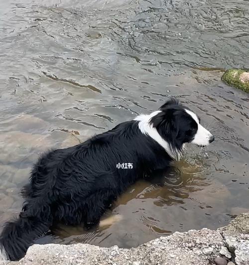 如何让边境牧羊犬喜欢洗澡（有效解决宠物不喜欢洗澡的问题）