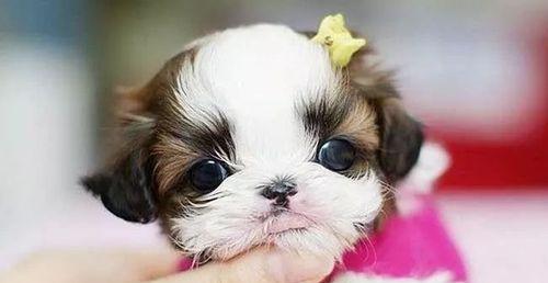 茶杯犬怀孕期间的营养补充（如何保障宠物的健康成长）