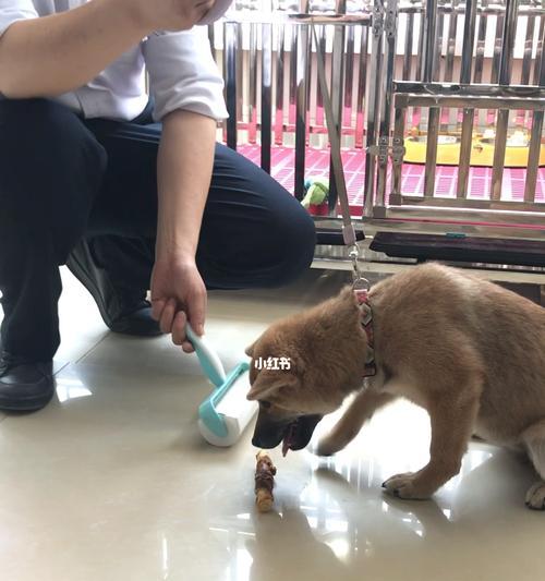 如何纠正以柴犬护食问题（宠物主人必看的护食纠正方法）