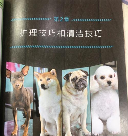 宠物狗眼部常见疾病及护理方法（让你的爱犬的眼睛健康一生）