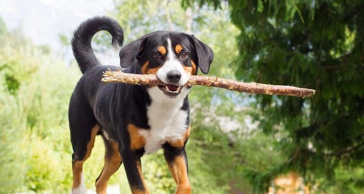 提高伯恩山犬免疫力的食谱（从饮食出发，助力伯恩山犬健康成长）