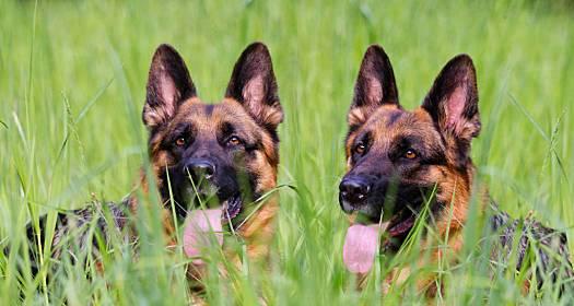 德国牧羊犬用餐礼仪训练方法（宠物饮食文明从教育开始，让你的爱犬成为用餐之星）