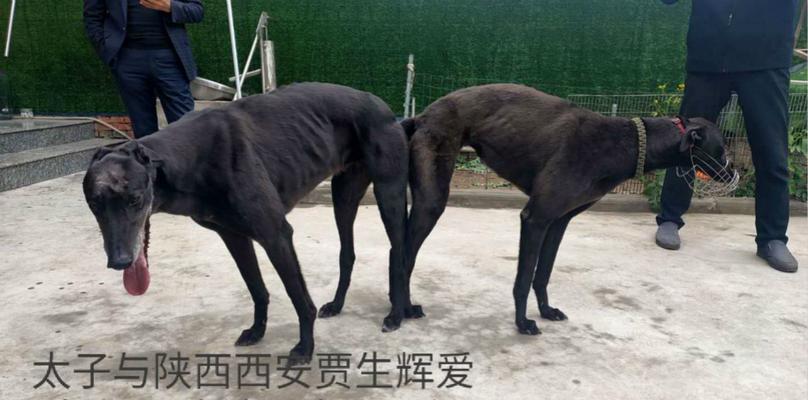 如何进行3个月大灵缇幼犬的基础教育（从宠物到伙伴，让你的狗狗与你更亲近）