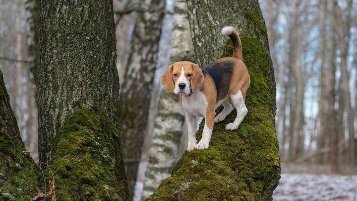 如何成功调驯猎狐犬幼犬？（关键性命令、宠物训练技巧与实践、建立良好的主人犬关系）