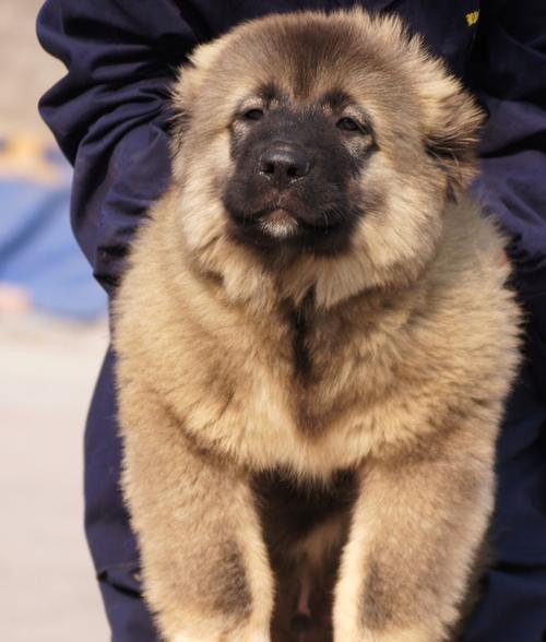 高加索犬服从性训练的关键点（以宠物为主，让你的高加索犬成为最可靠的伙伴）