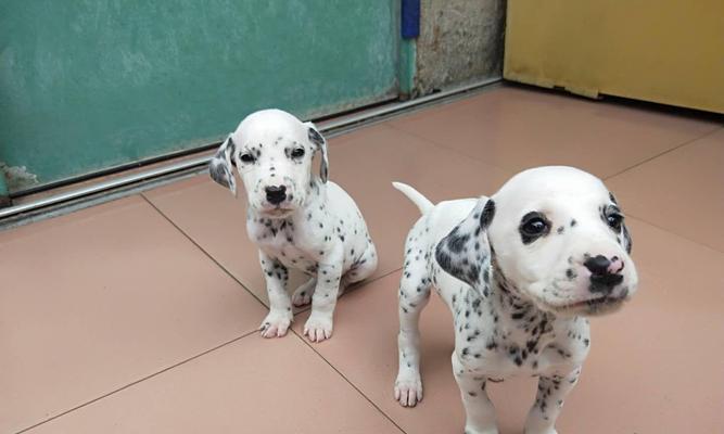 大麦町犬修毛三大注意事项（宠物犬毛发护理指南）