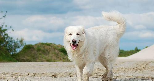 根据牙齿判定大白熊犬龄的方法探析（以宠物为主，如何准确地判断大白熊犬的年龄？）