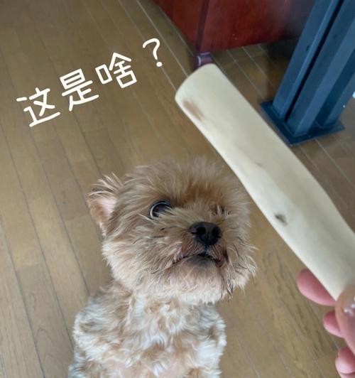 宠物狗可以吃米饭吗？（探讨狗狗饮食习惯，解决主人的困惑）