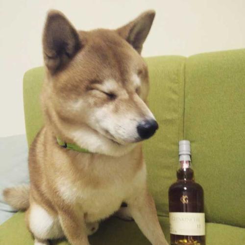 狗喝啤酒后果揭秘！（宠物主人必读，别让爱犬受伤害！）