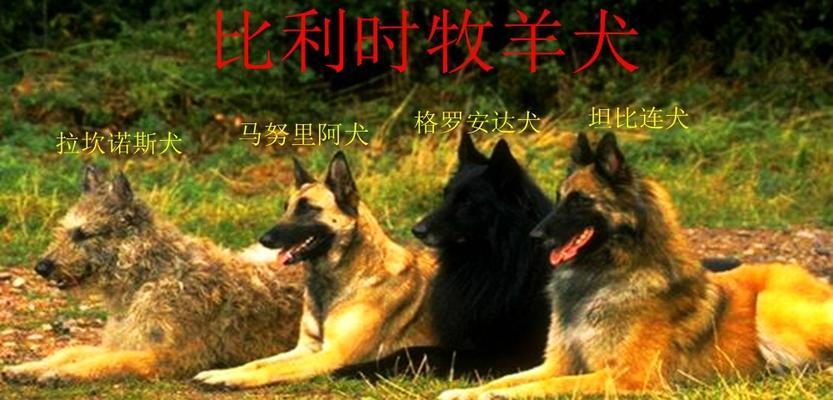 古代牧羊犬喂养主抓两个关键方面（以宠物为主，了解古代牧羊犬的喂养技巧）