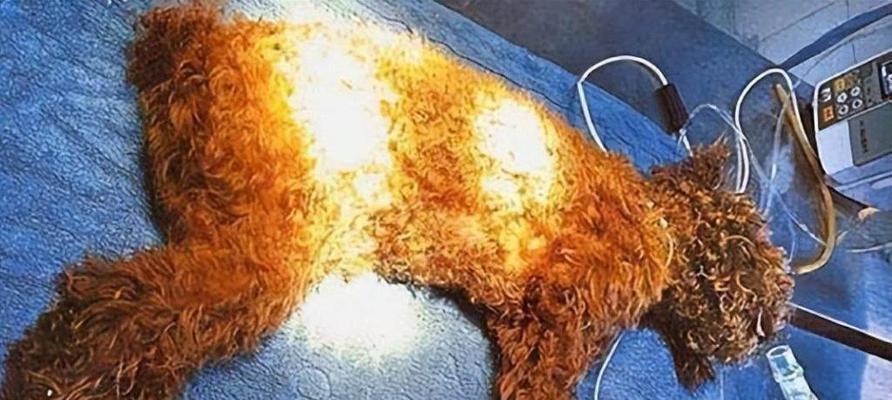 救救我的贵宾犬（解决贵宾犬呕吐问题的最佳方法，如何确保您的爱宠健康）