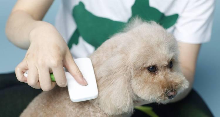 如何清除贵宾犬身上的跳蚤、虱子（宠物爱好者必看，防止宠物跳蚤虱子滋生）