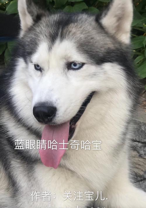 哈士奇与阿拉斯加雪橇犬（了解两种犬的差异及选择适合自己的宠物犬）