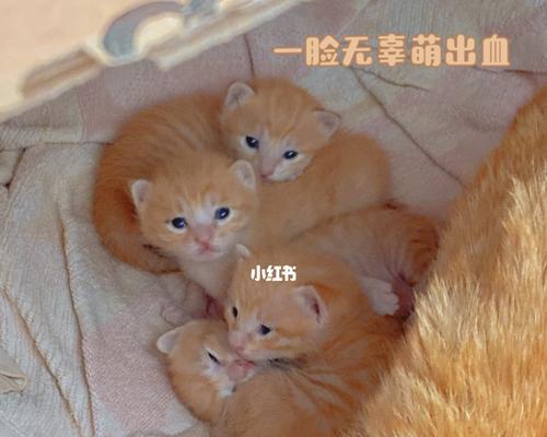 如何纠正家里的橘猫喜欢抓人？（掌握正确的方法，让宠物更友善）