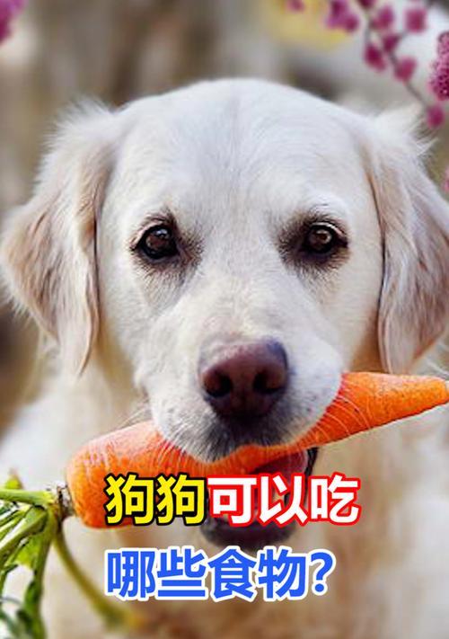 四季养犬