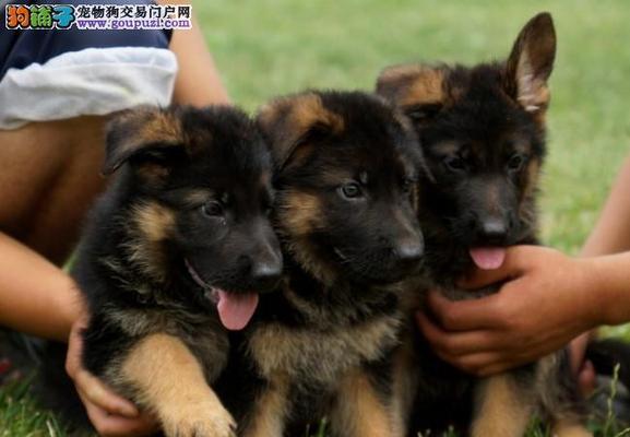 如何训练德国牧羊犬幼犬（掌握关键技巧，建立良好亲密关系）