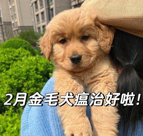 如何预防金毛细小和犬瘟？（掌握这些关键知识，宠物更健康）