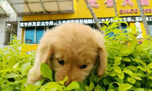 金毛犬——你最佳的宠物选择（了解金毛犬的品种特征与饲养技巧）