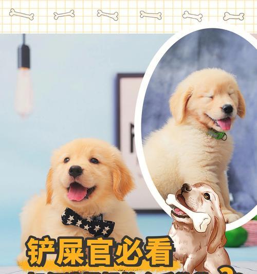 金毛犬怀孕，铲屎官需注意的事项（从怀孕前、怀孕期、分娩到哺乳，详细指南帮你顺利照顾金毛宝宝）