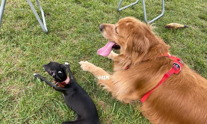 金毛犬最爱玩的几件事情（宠物主人必看，让你更了解你的金毛犬）