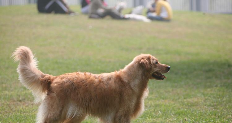 如何从小开始为金毛犬幼犬进行基础训练（金毛犬幼犬的基础训练指南，打造聪明、快乐、健康的宠物生活）