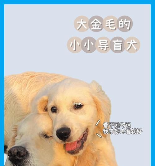 金毛犬的荣光——导盲犬的使命（以宠物为主，探究金毛犬在导盲工作中的角色和作用）