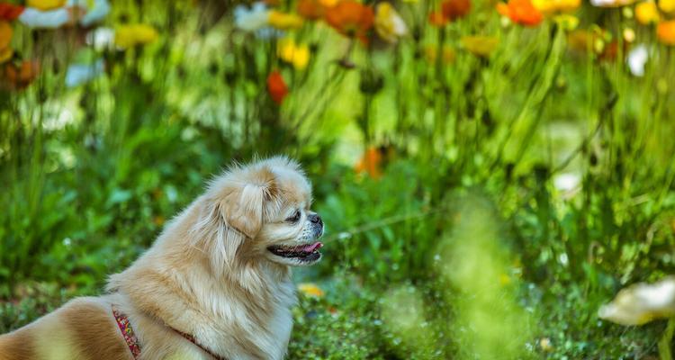 遇到京巴犬意外事故如何处理（宠物安全重要性和应急措施）