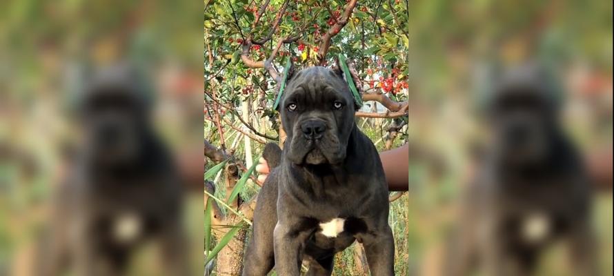 养以卡斯罗犬的注意事项和经验分享（初养以卡斯罗犬的您，不要错过这些养犬技巧！）